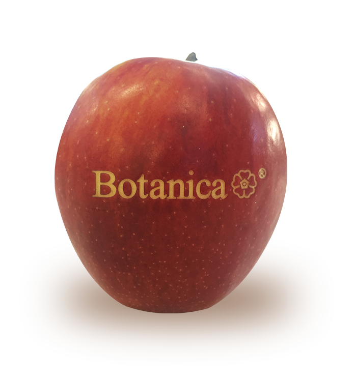 Gravure sur pomme Botanica 